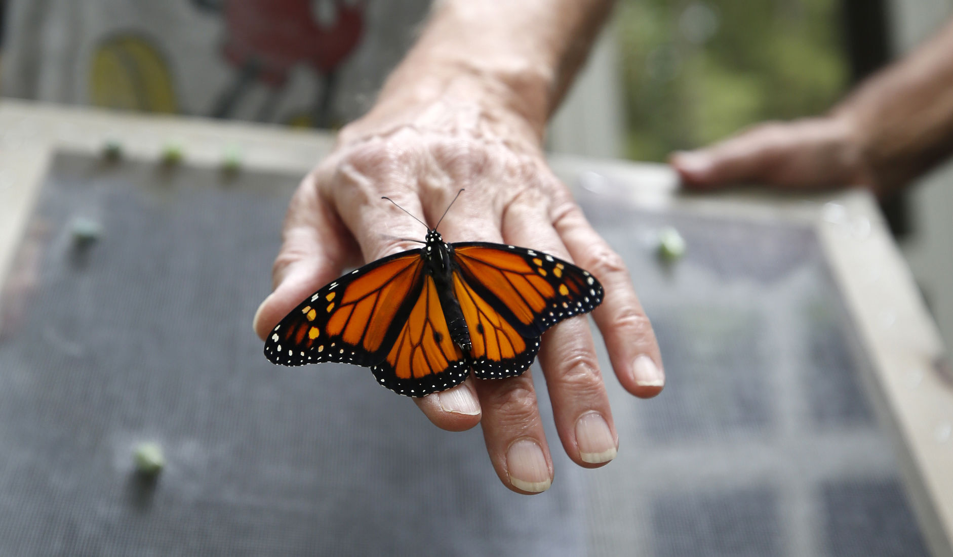 20200XXX_MET_MONARCH_AWE12